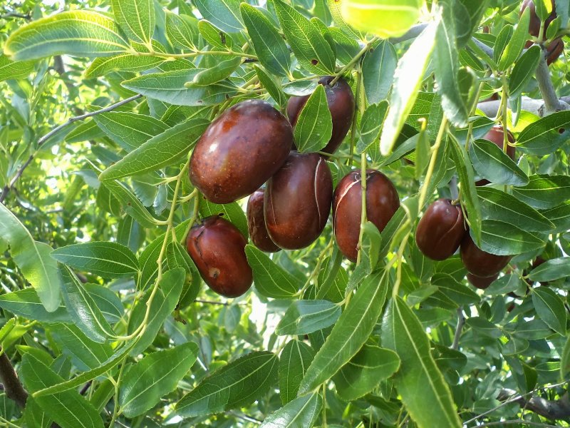 Китайский финик ююба