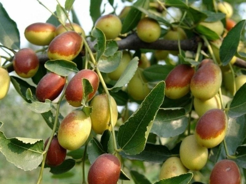 Китайский финик ююба