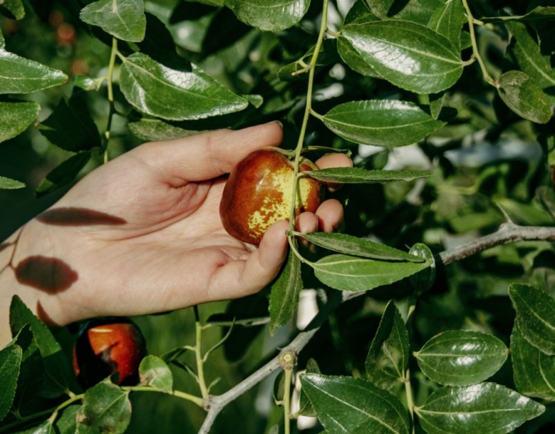Ziziphus Jujuba