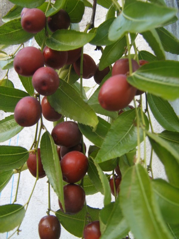 Ziziphus Jujuba