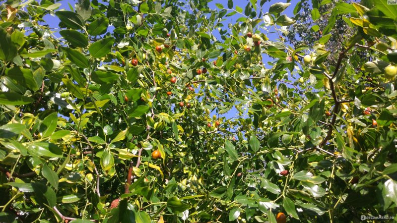 Ziziphus Jujuba