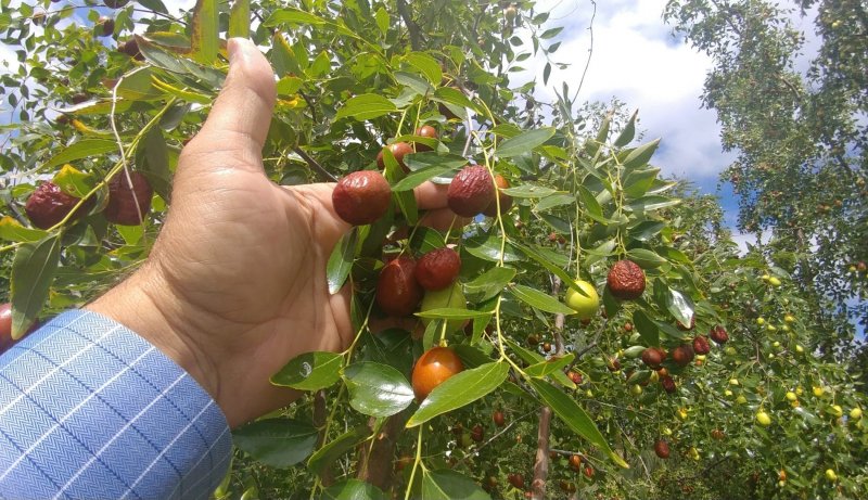 Ziziphus mauritiana