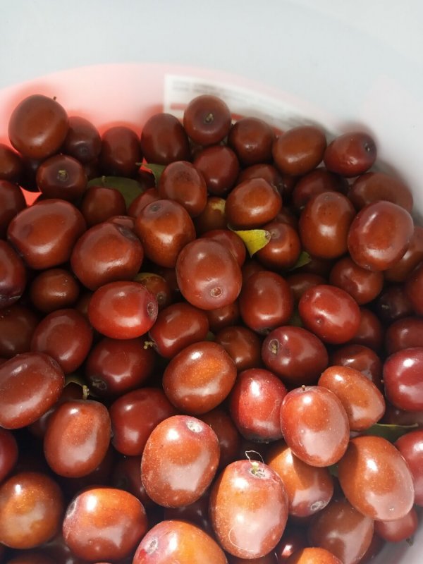 Саженцы унаби китайский финик