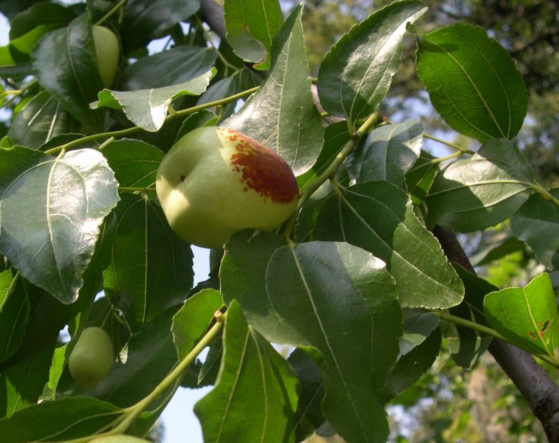 Китайский финик Зизифус