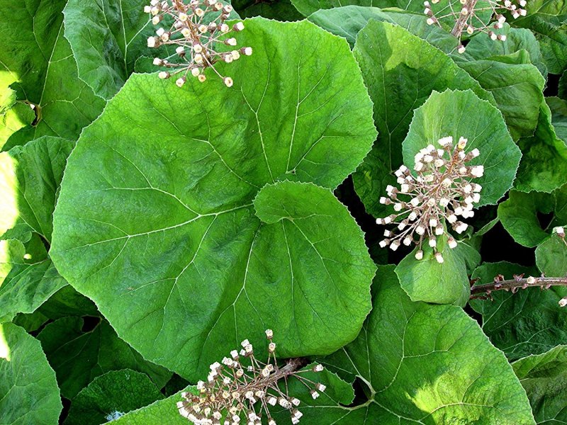 Белокопытник гибридный (Petasítes hýbridus)