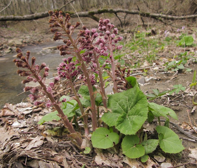 Petasites hybridus растение