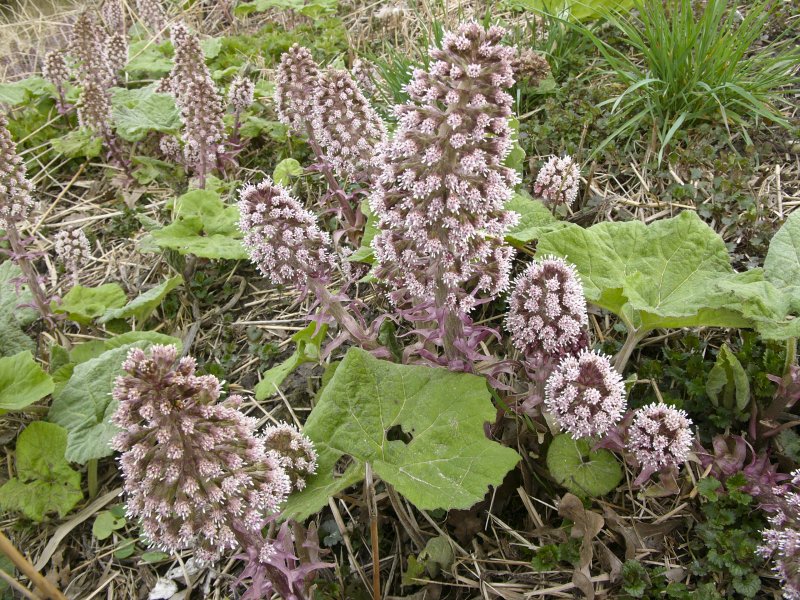 Petasites hybridus