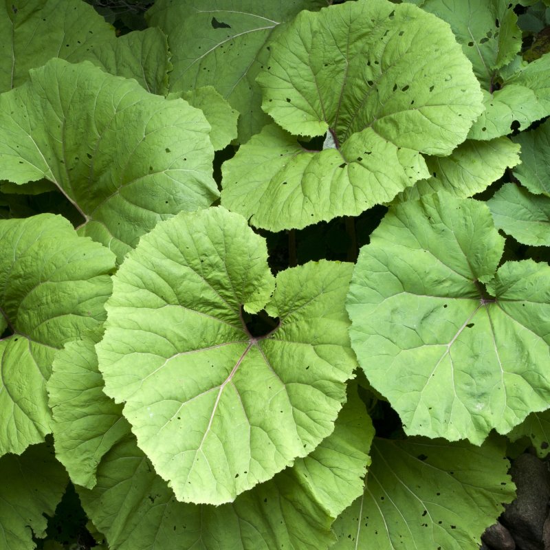 Белокопытник (Petasites)