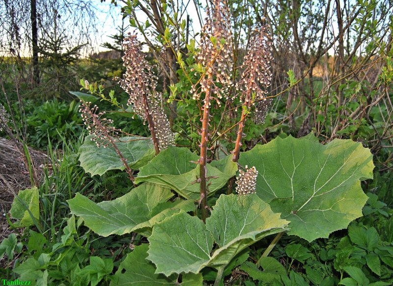 Белокопытник гибридный (Petasítes hýbridus)