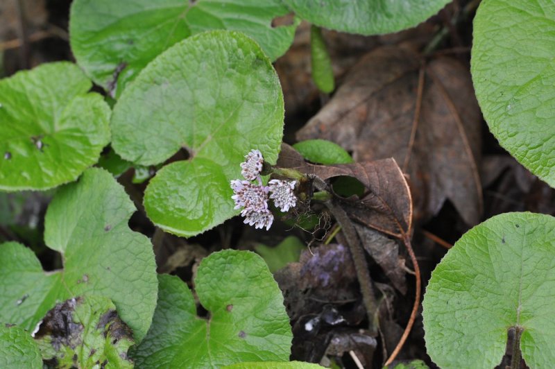 Белокопытник Petasites pyrenaicus
