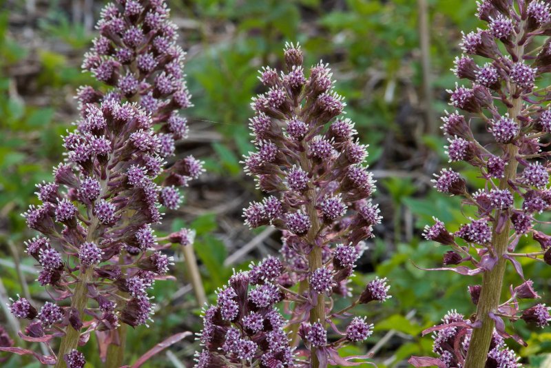 Белокопытник гибридный Petasites hybridus