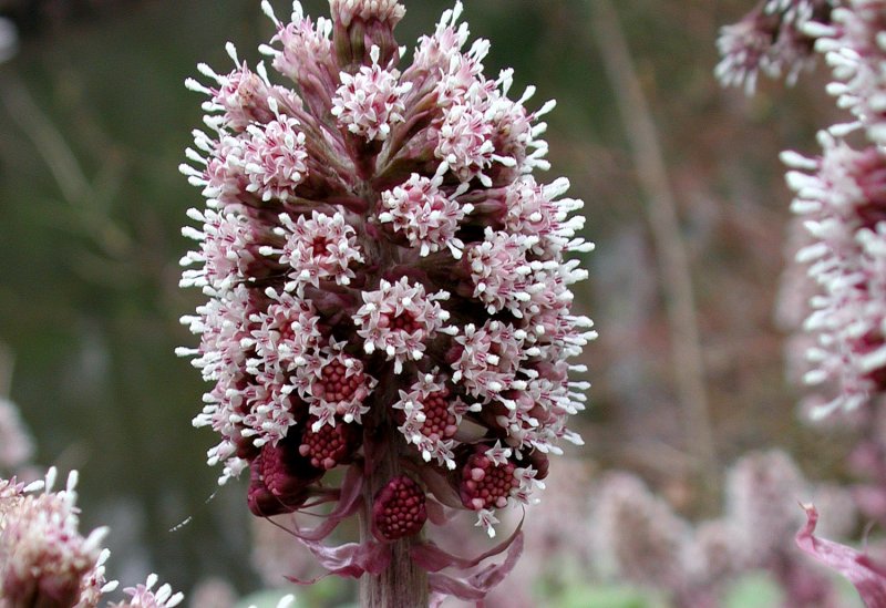 Белокопытник гибридный (Petasítes hýbridus)