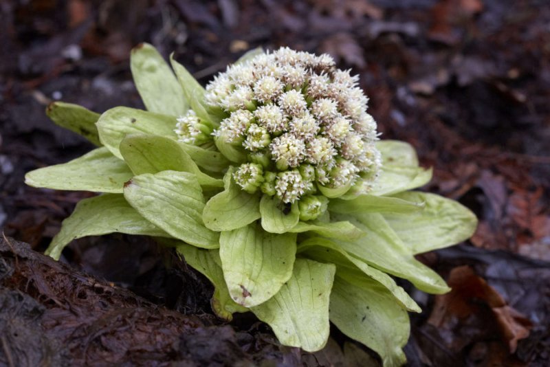 Белокопытник Petasites japonicus variegatus
