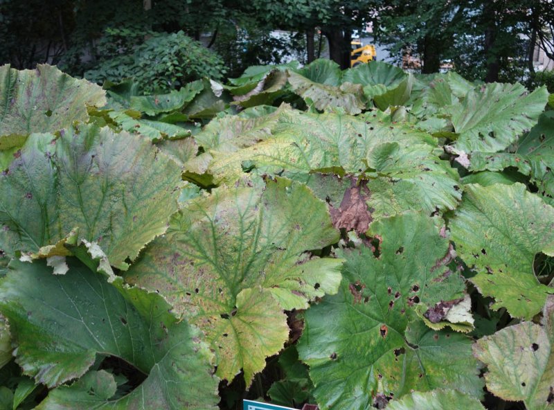 Белокопытник величественный Petasites Amplus
