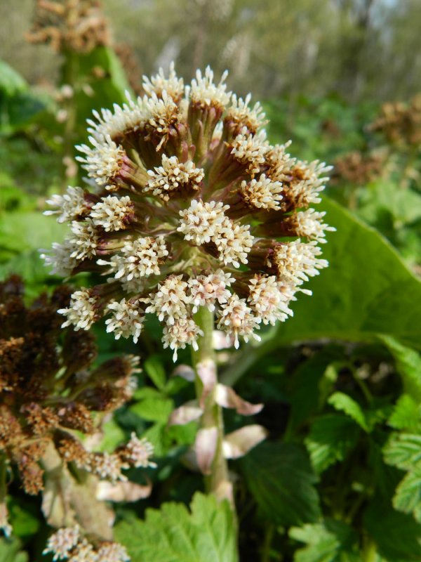 Белокопытник (Petasites)
