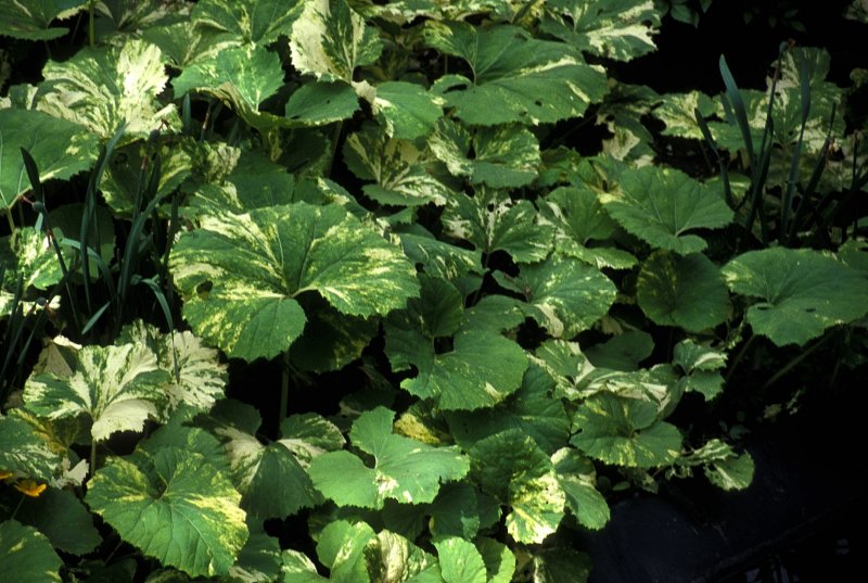 Белокопытник японский "variegata"