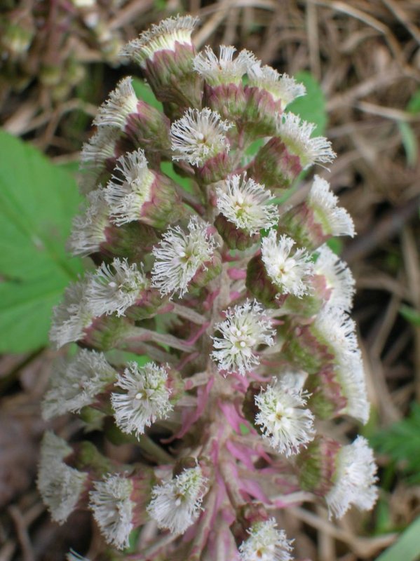 Белокопытник гибридный (Petasítes hýbridus)