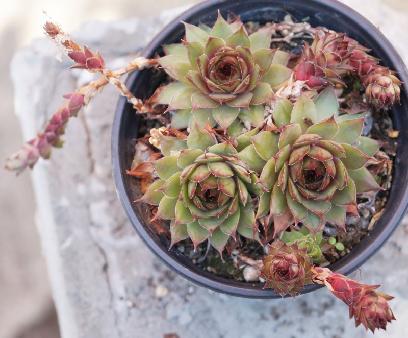 Семпервивум - микс (Sempervivum Mix)