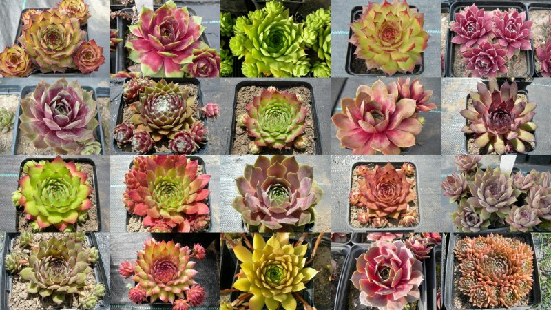 Sedum Magnum суккулент