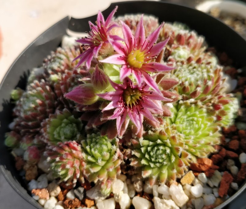 Семпервивум - микс (Sempervivum Mix)