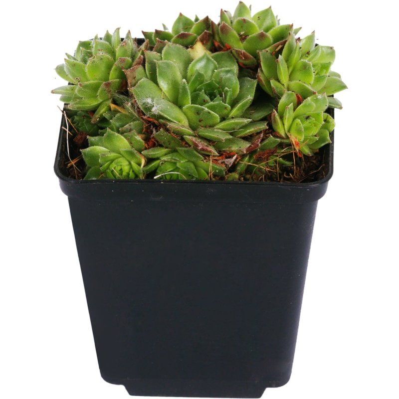 Молодило Sempervivum Aries