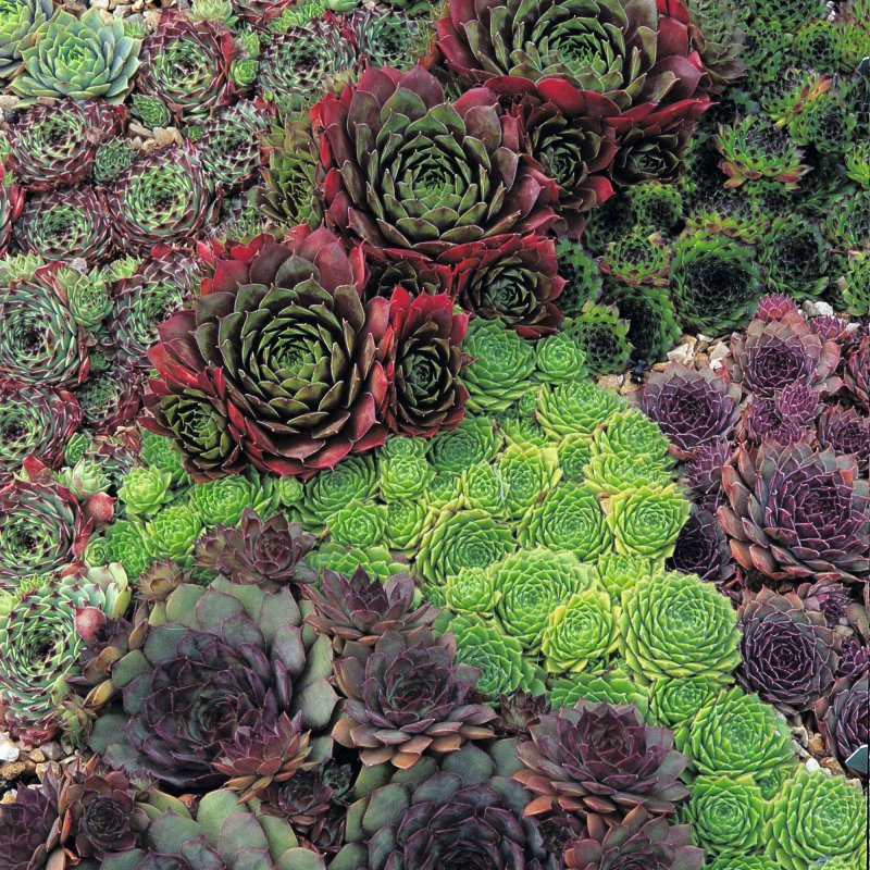 Молодило (Sempervivum)