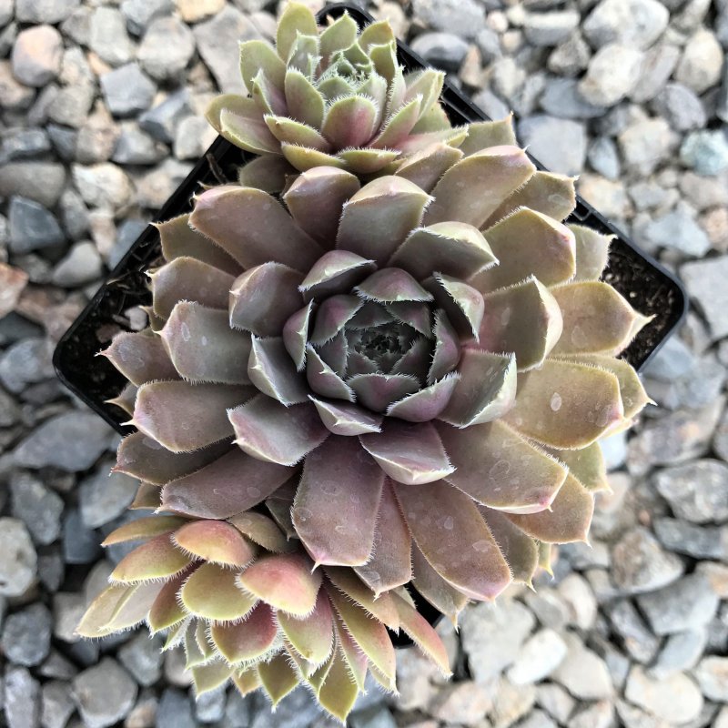 Sempervivum 'Isaac Dyson'