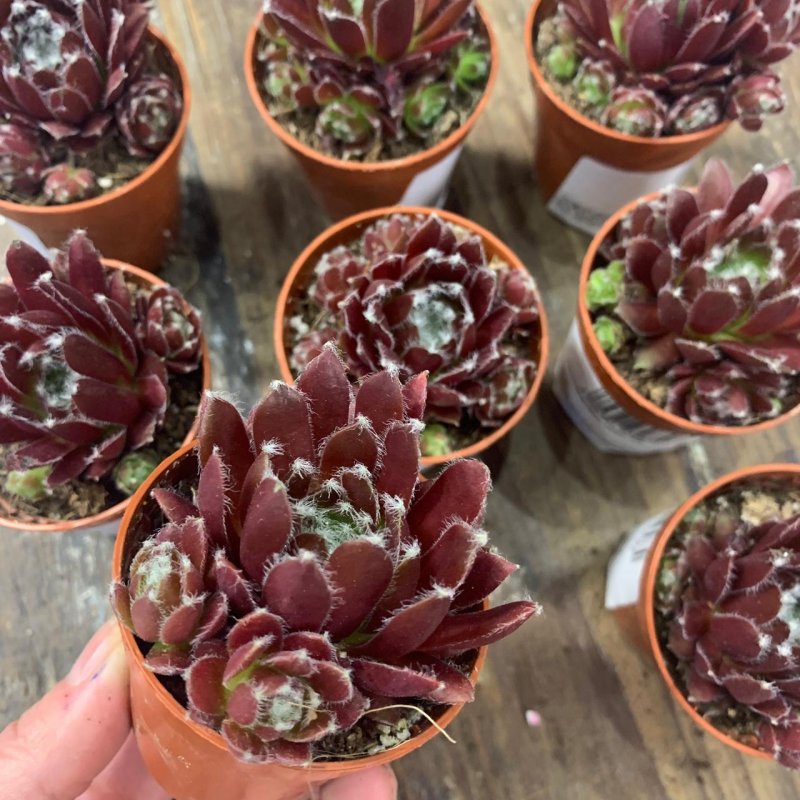 Молодило микс (Sempervivum