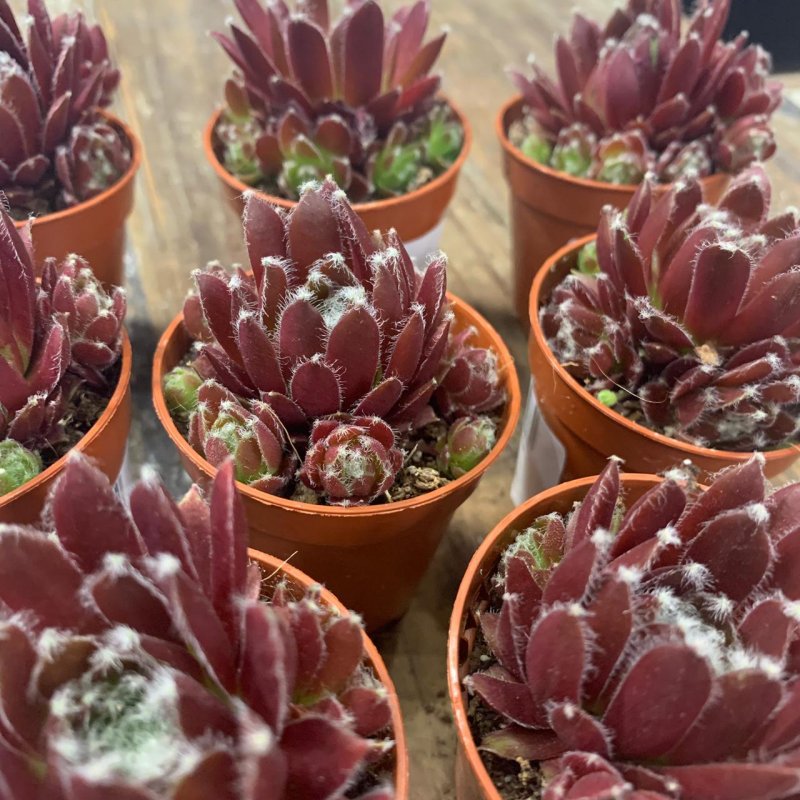 Молодило микс (Sempervivum