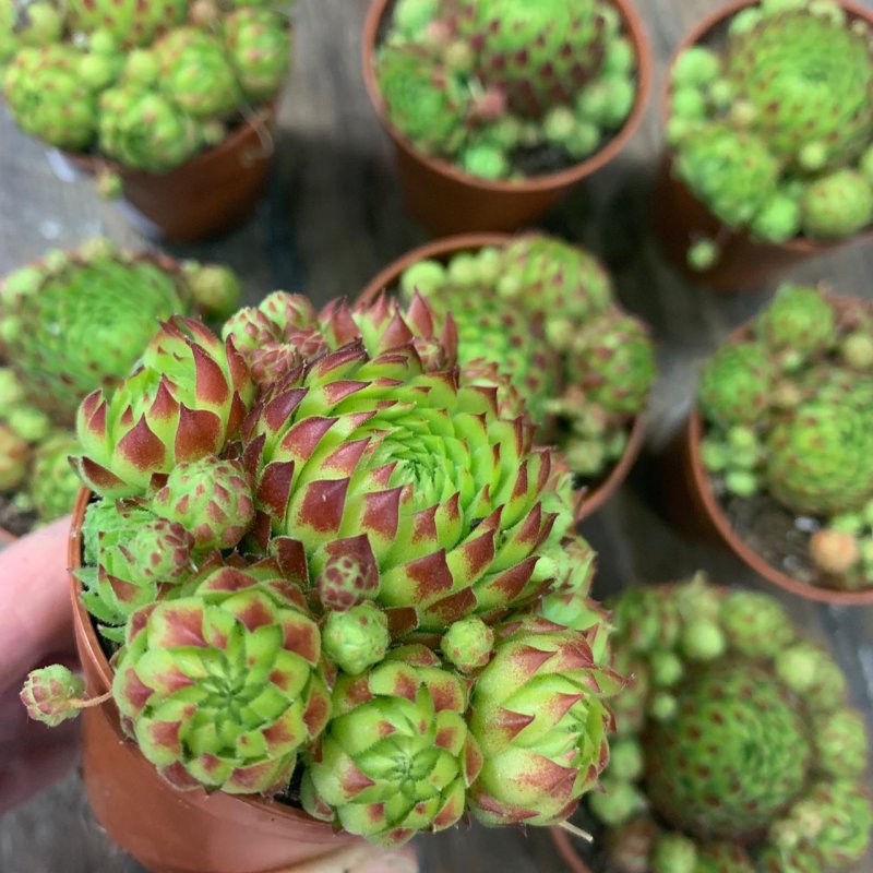 Молодило микс (Sempervivum