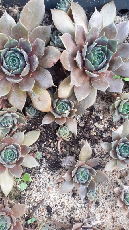Молодило Sempervivum Dark Beauty