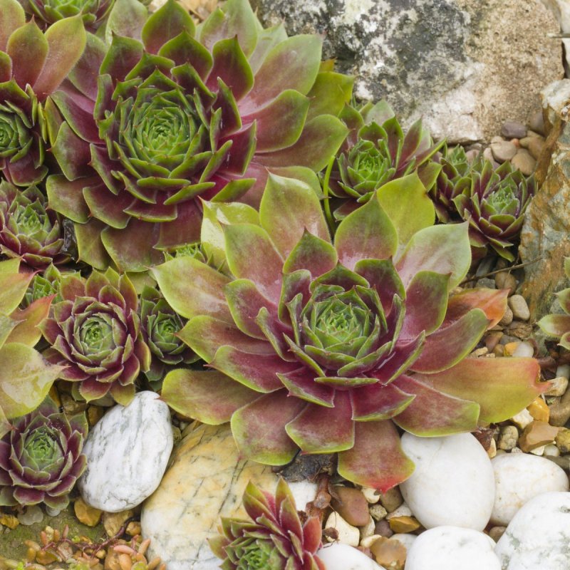 Альпийская живучка Sempervivum