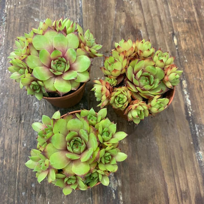 Семпервивум - микс (Sempervivum Mix)