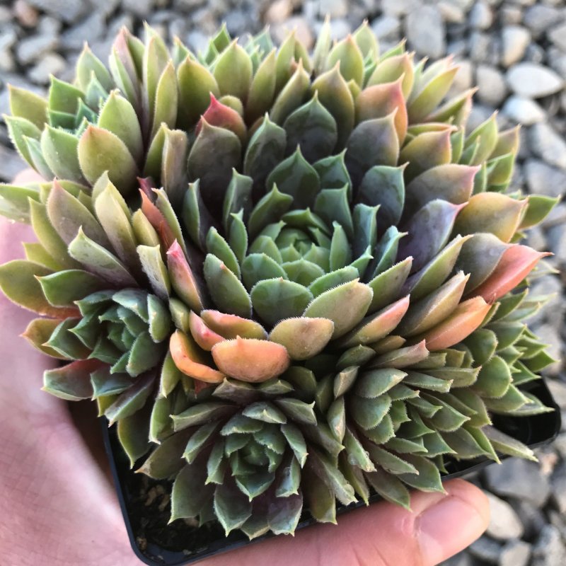 Молодило Sempervivum Aquila New