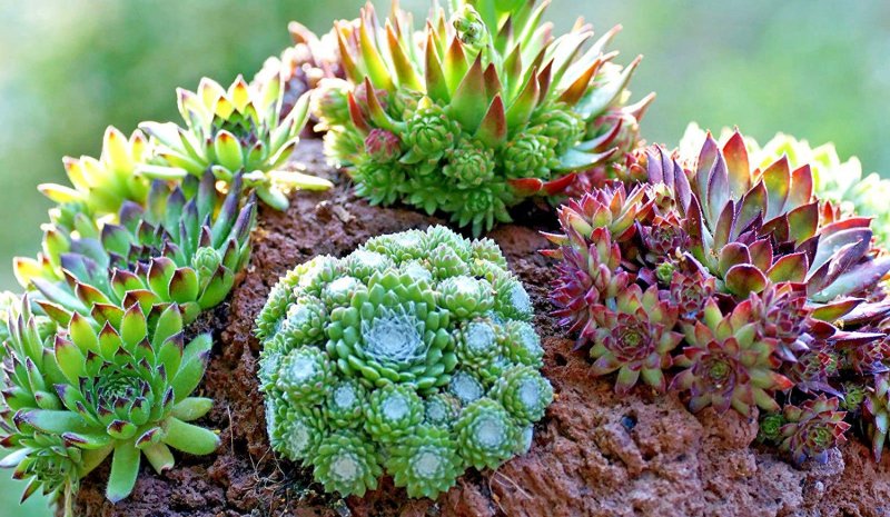Молодило Sempervivum 'Othello'