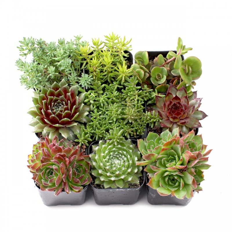 Sempervivum marmoreum