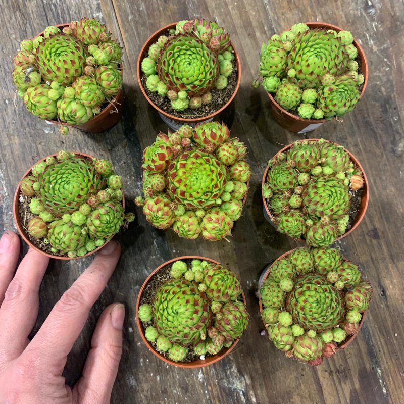 Молодило Sempervivum Cassiopea