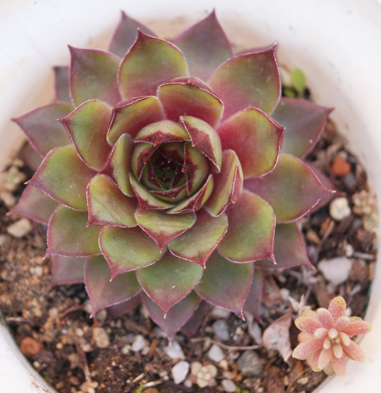Молодило микс (Sempervivum