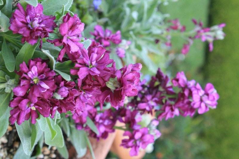 Вечерница Матроны ночная фиалка гесперис Hesperis matronalis