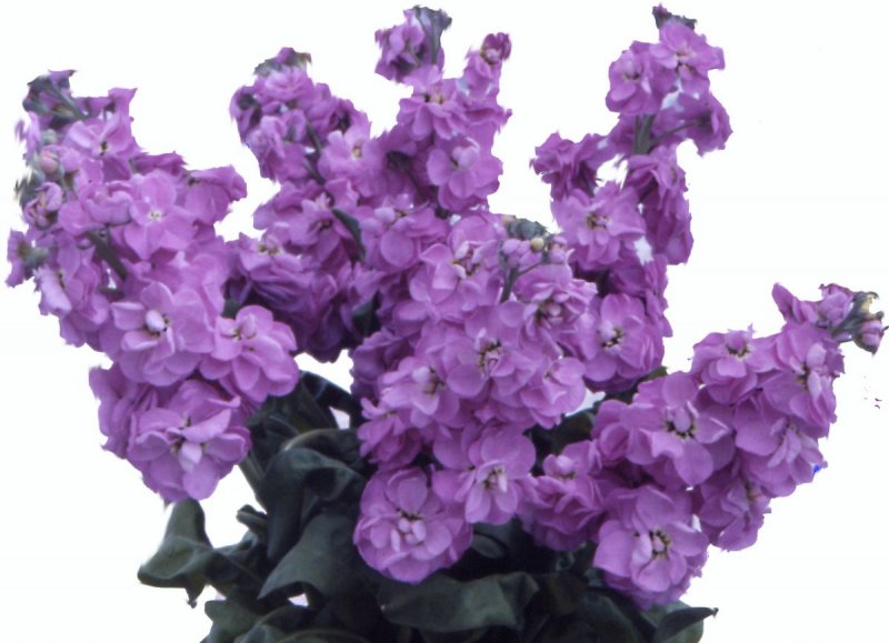 Hesperis matronalis