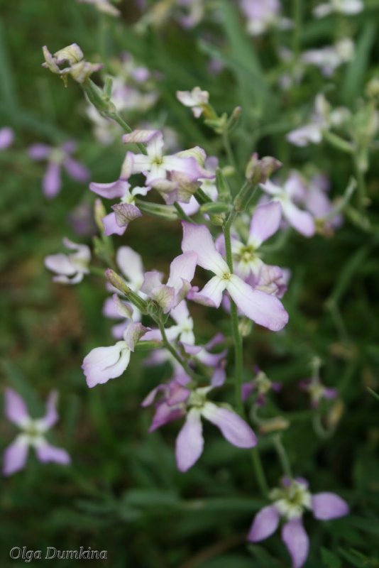 Левкой (Matthiola)