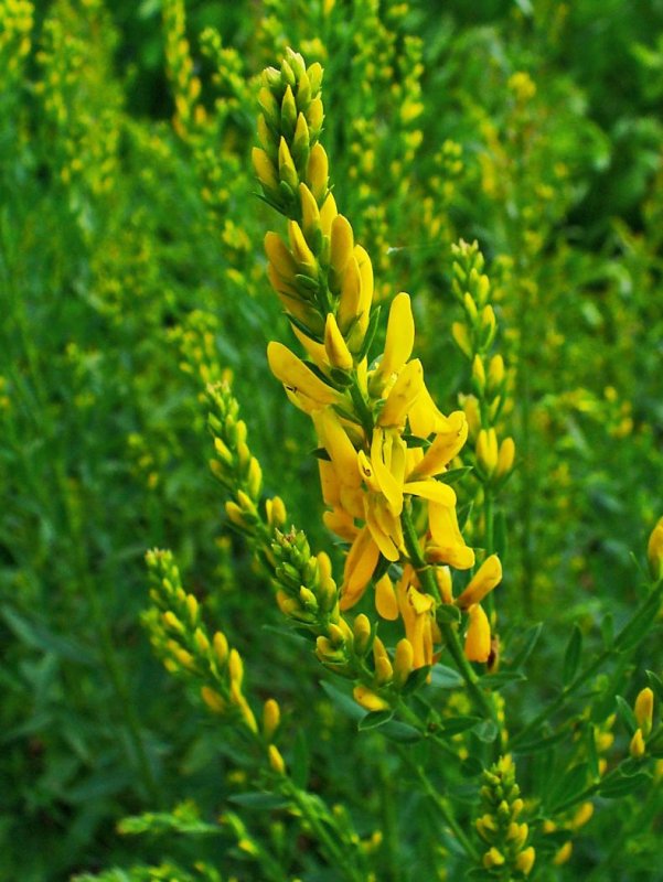 Дрок (Genista)