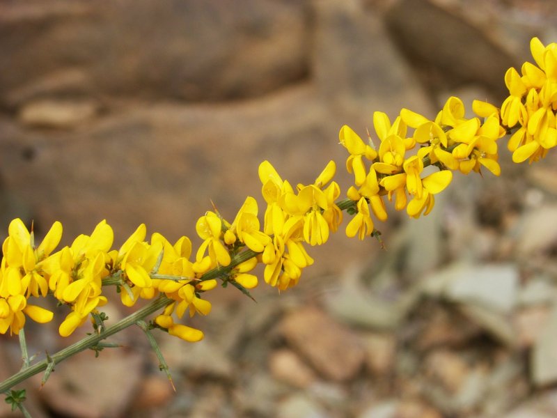 Дрок, Genista(Genista tinctoria)
