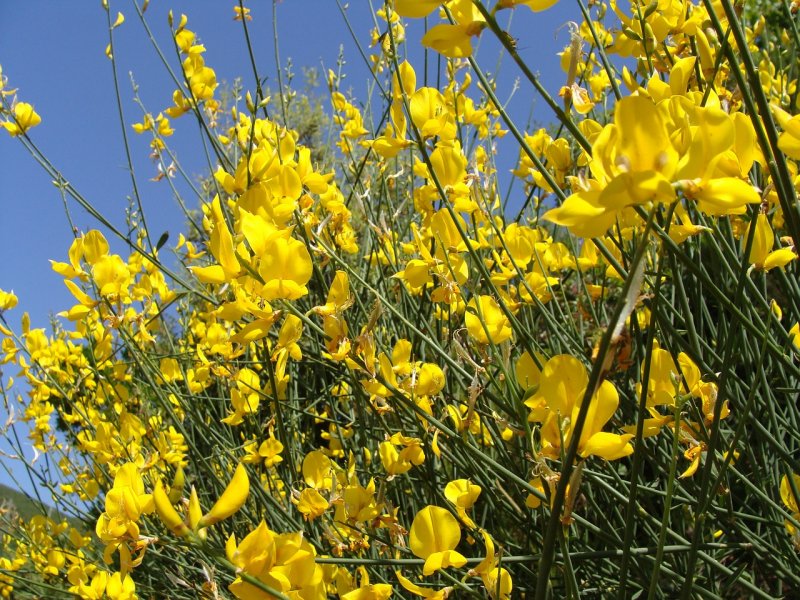 Дрок (Genista)