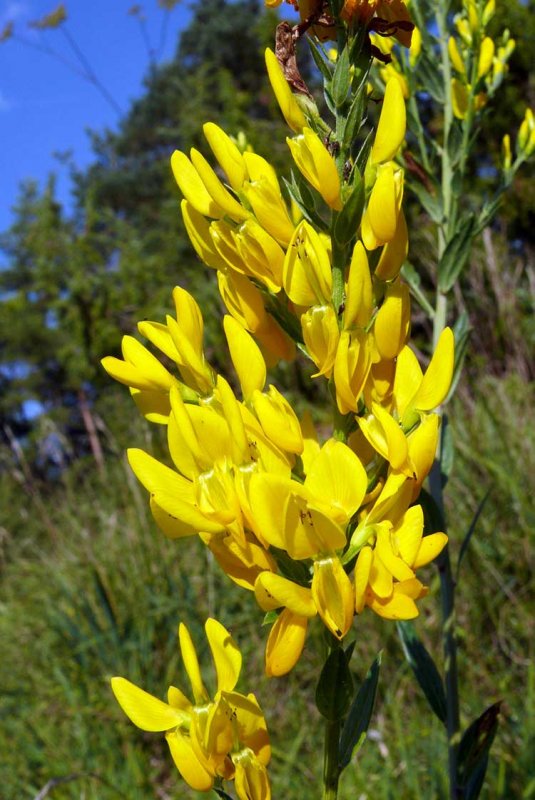 Дрок красильный (Genista tinctoria)