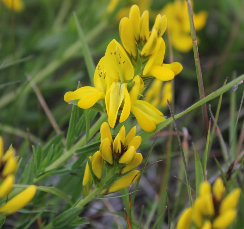 Дрок германский (Genista Germanica)