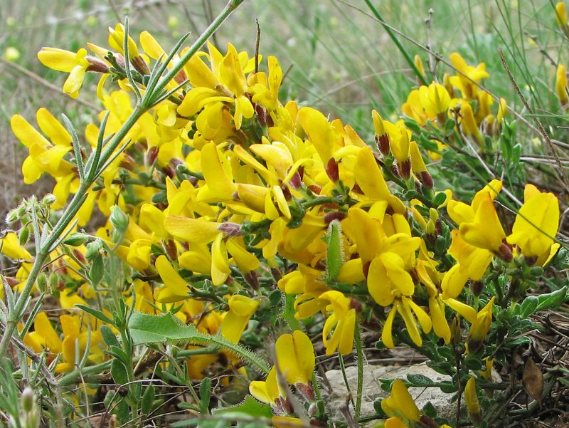 Дрок (Genista)