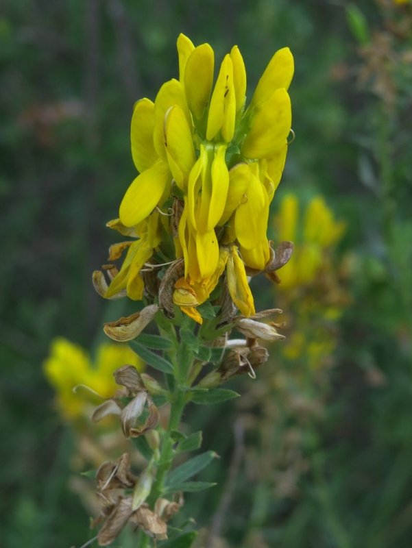 Genista tinctoria l.