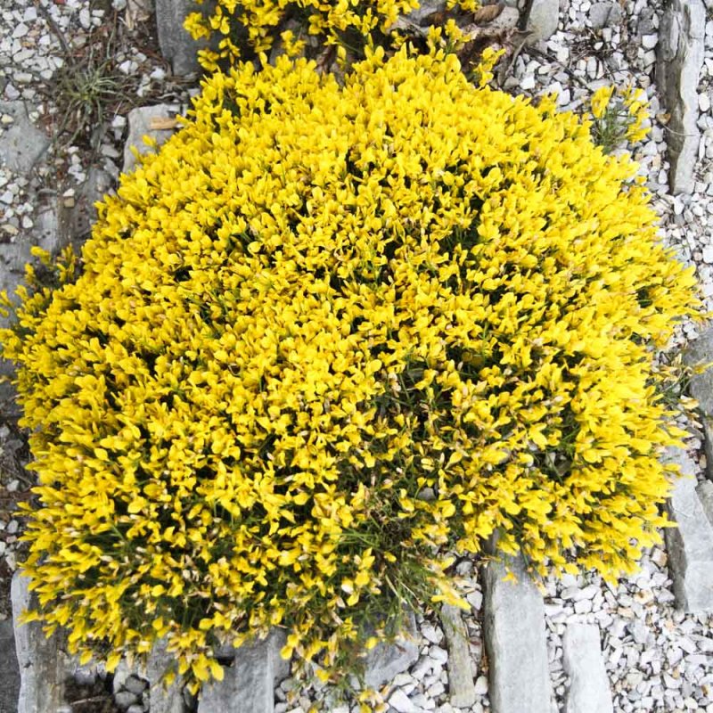 Дрок германский (Genista Germanica)
