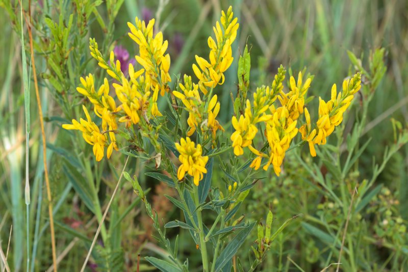 Дрок красильный (Genista tinctoria)